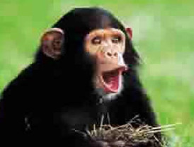 Probarán vacuna para prevenir ébola en chimpancés