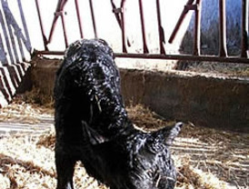 Nace el primer toro de lidia clonado y se llama Got