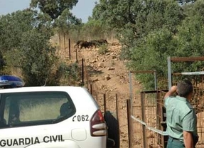 Hallado un 'cercón-trampa' en Zamora con cinco jabalíes atrapados