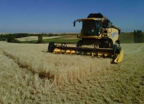 UPA y COAG estiman en un 30% la caída de la cosecha de cereal en Castilla y León respecto a la campaña anterior