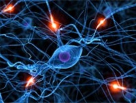 Un grupo de científicos descubre una horma aumenta el recuerdo y evita el olvido