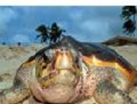 3.500 tortugas llegan a Isla Caña a desovar