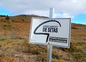 Decomisan en Soria 80 kilos de níscalos 'ilegales'