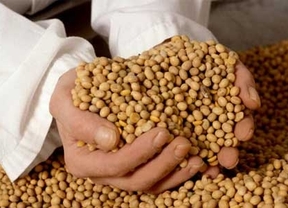 UPA y COAG denuncian que el precio de la soja se ha disparado 40 euros por tonelada