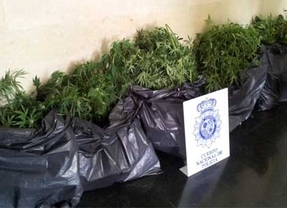 Intervenidos en La Higuera (Segovia) 8 kilos de marihuana con un valor de 37.000 euros en el mercado ilícito
