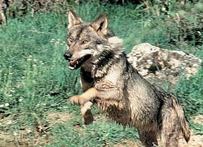 La Junta fija en 138 el cupo de lobos que se podrán cazar al norte del río Duero