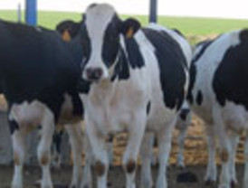 Muere una mujer en León por el mal de las vacas locas