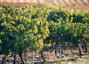 El sector vitivinícola regional destinará 123 millones de euros a proyectos de inversión y a acciones de promoción