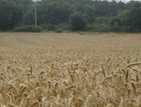 Los sindicatos agrarios prevén una nueva escalada en el precio de los alimentos tras el alza de los cereales