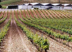 La cosecha de 2013 la DO Ribera del Duero recibe la calificación de 