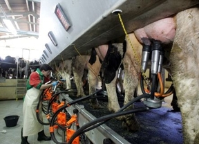 La UCCL cifra en 211 el número de productores de leche que han abandonado la actividad en un año