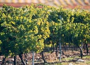 La Junta destina más de 17 millones de euros para la promoción del vino a nivel internacional