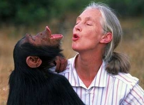La primatóloga Jane Goodall visitará el Museo de la Evolución Humana 