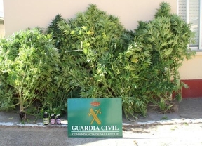 Detienen a un hombre de 60 años por cultivar en el patio de su casa 240 kilos de marihuana