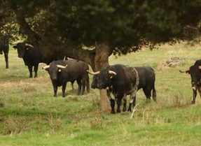 El PP de Zamora pide declarar los toros Patrimonio Cultural Inmaterial