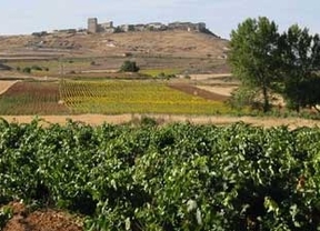 La cosecha 2011 de Ribera del Duero obtiene un 'excelente'