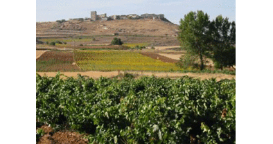 Ribera cierra la vendimia con más de 97 millones de kilos de uva