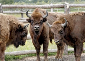 Palencia recibirá seis bisontes europeos de Holanda y Bélgica