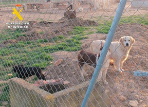 Inspeccionan un criadero de perros en Burgos con 'graves deficiencias' en sanidad animal