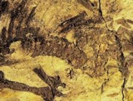 El antecesor más antiguo de los mamíferos lo encuentran en... China