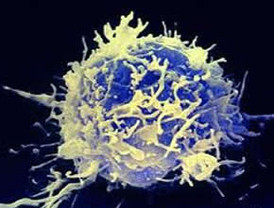 Descubren proteína que mata células cancerígenas