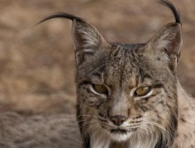 La población de linces en Andalucía crece hasta los 279 ejemplares