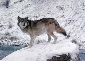 Bruselas buscará vías para permitir la caza del lobo al sur del Duero