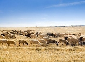 El censo de ovejas ha disminuido en cinco años en un millón de animales