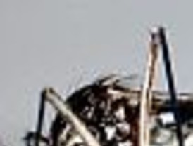 ¿Le habrá afectado al publicista la picadura de algún mosquito?