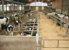La Junta destina 14 millones a sufragar un seguro de rentas para los ganaderos de vacuno de leche que se convocará 