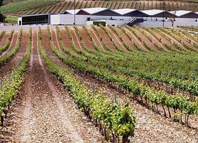 Ribera del Duero recuperará su hegemonía sobre Rueda con una previsión de 100 millones de kilos de uva, un 20% más