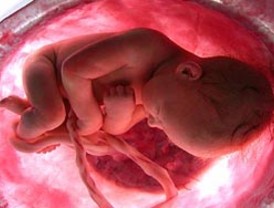 Parlamento polaco rechaza propuesta de penalizar la fecundación in vitro