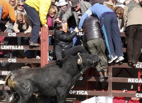 Tensión en el primer encierro urbano de Ciudad Rodrigo, con un herido por asta de toro