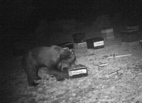 Confirman la existencia de un oso pardo en libertad en la comarca zamorana de La Carballeda