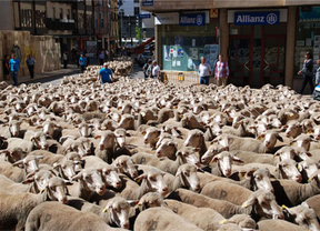 Un millar de ovejas atraviesa Soria por quinto año consecutivo para promocionar el antiguo oficio de la trashumancia
