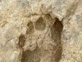 Unas huellas muestran la pisada moderna de un antepasado humano