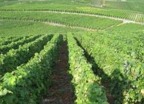 Cosecha récord de la DO Rueda con 78 millones de kilos de uva 