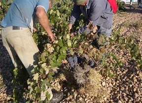 Una docena de bodegas de la Ribera del Duero abrirá sus puertas en vendimia 