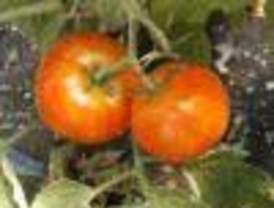 Tomates ecológicos combaten el cancer