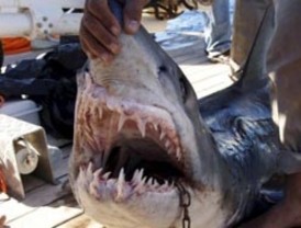 Muere turista alemana tras ser atacada por un tiburón