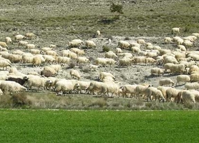 La Junta y Ovigen colaborarán para la mejora de la competitividad de los sectores ovino y caprino en la Comunidad