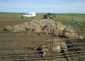 Un ataque de lobos provoca la muerte de más de un centenar de ovejas 