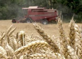 Las organizaciones agrarias reducen las previsiones de cosecha de cereal y la sitúan en torno a los cuatro millones de toneladas
