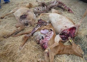 Los lobos matan siete cabras en Solana de Rioalmar (Ávila) 