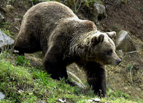 Ecologistas en Acción denuncia que el oso disparado en Fuentes Carrionas fue herido en una zona de caza prohibida
