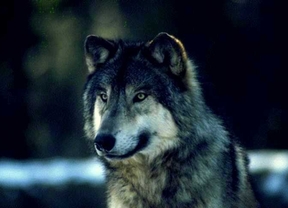 El TSJCyL suspende los cupos de caza del lobo ibérico fijados por la Consejería 