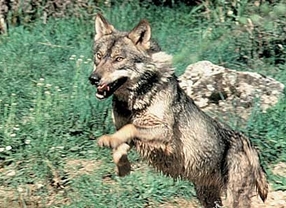 El nuevo censo del lobo en Castilla y León estará disponible a principios del próximo año