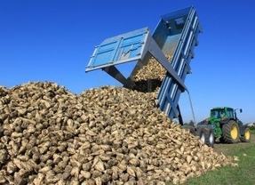 Azucarera produjo 404.945 toneladas de azúcar en la campaña 2012-13 y supera en un 11% la cuota asignada