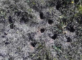La Junta iniciará quemas 'experimentales' de cunetas para controlar la población de topillos en zonas 'puntuales'