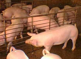 Inversión de 70 millones de euros para impulsar el sector porcino en la provincia de Soria